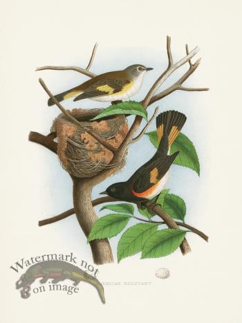 Thomas Gentry Bird 19